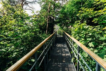 green trees and road bridge in the forest in the sunlight.の写真素材