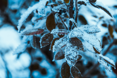 barberry close up branches in the snow.の写真素材