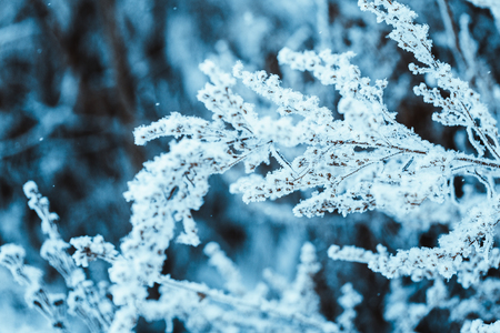 branches in the snow during the day.の写真素材