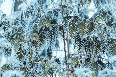 winter light dark green larch branches in the snow.の写真素材