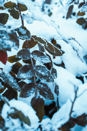 barberry close up branches in the snow.の写真素材