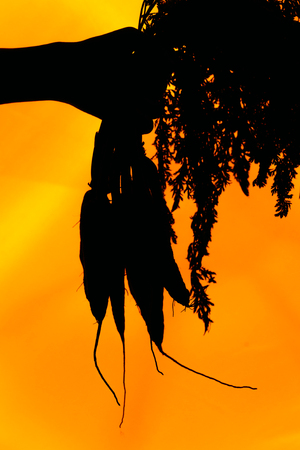hands of a girl holding a carrot silhouette on orange background.の写真素材