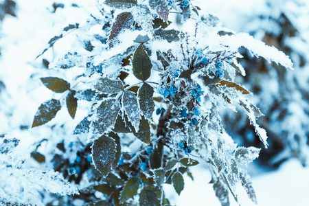 barberry close up branches in the snowの写真素材