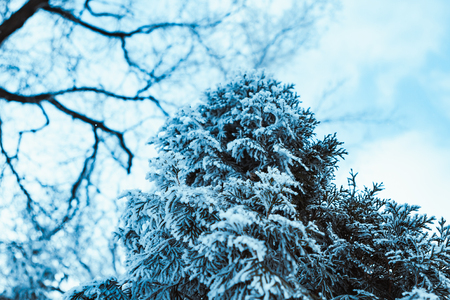 frozen spruce in hoarfrost in winter afternoon.の写真素材