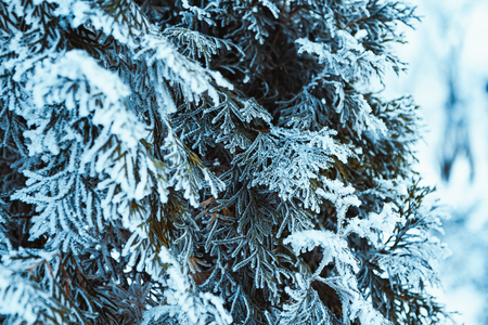 frozen spruce in hoarfrost in winter afternoon.の写真素材