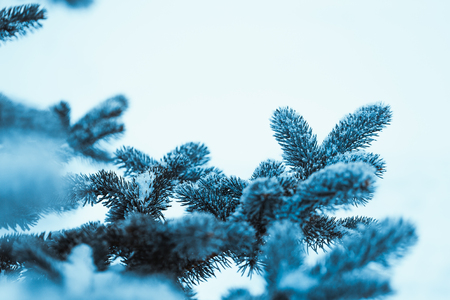 frozen spruce in hoarfrost in winter afternoon.の写真素材