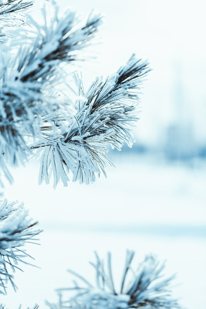 frozen spruce in hoarfrost in winter afternoon.の写真素材