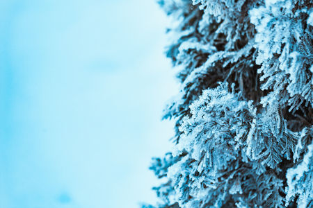 winter light dark green larch branches in the snow.の写真素材