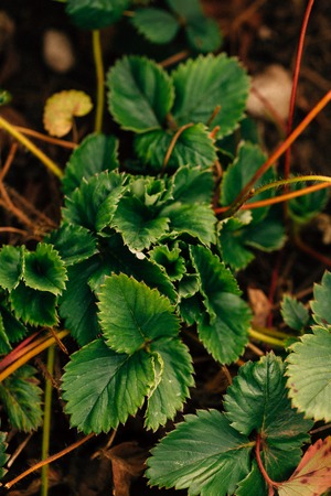 Strawberry bush growing on a garden bedの写真素材
