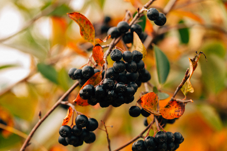 black chokeberry close-up in the garden.の写真素材