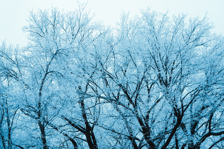 winter forest and branches in the snow during the day.の写真素材