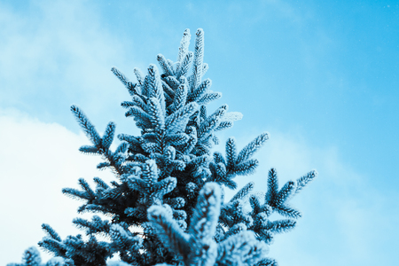 frozen spruce in hoarfrost in winter afternoon.の写真素材
