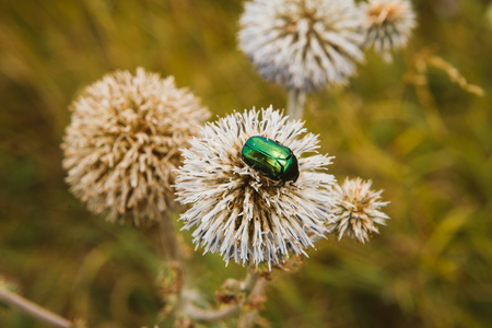 Cetonia aurata golden bug on white flower.の写真素材