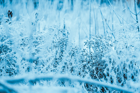 frozen plants in hoarfrost in winter afternoon.の写真素材