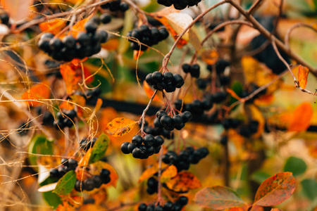 black chokeberry close-up in the garden.の写真素材
