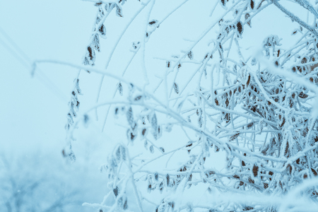 frozen plants in hoarfrost in winter afternoon.の写真素材