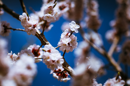 blooming apricot on a background of a spring sky.の写真素材
