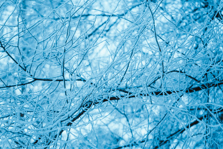 winter forest and branches in the snow during the day.の写真素材