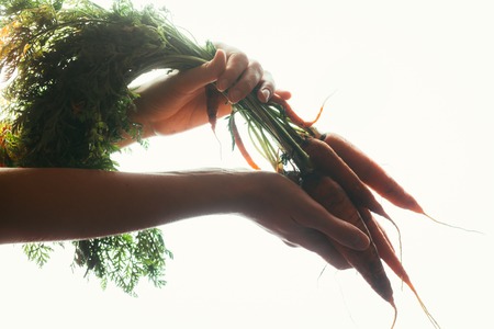 hands of a girl holding a carrot on a light background.の写真素材