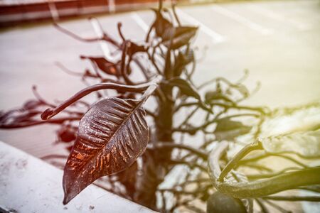 black iron flower two-tone on the background of parkingの写真素材
