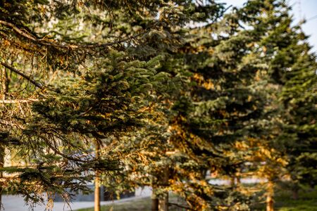 green yellow christmas trees on a bright sunny dayの写真素材