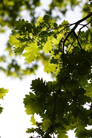 Oak-tree branchの写真素材