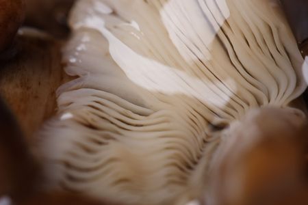 Delicious honey agarics in marinadeの写真素材