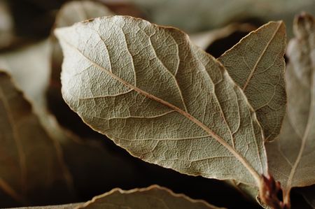 Dry laurel leaves.の写真素材