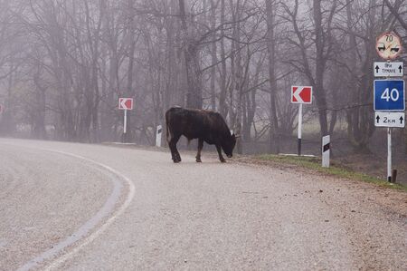Bull on the road in the misty forest.の写真素材