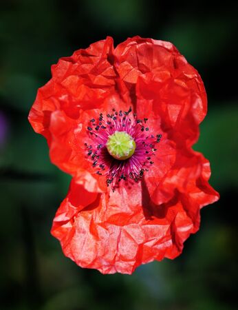 Wild poppy in the field. Narrow depth of field.の写真素材