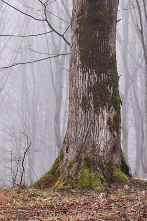 Big tree trunk in the misty forest.の写真素材