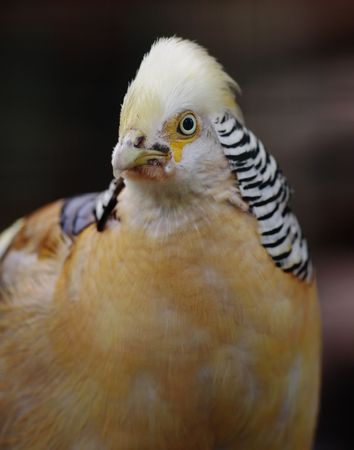 Golden pheasant. Narrow depth of field.