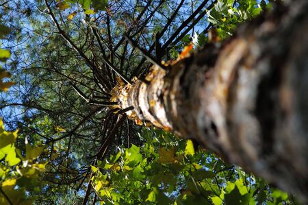 Trunk of pine-tree in the forest. Narrow depth of field.