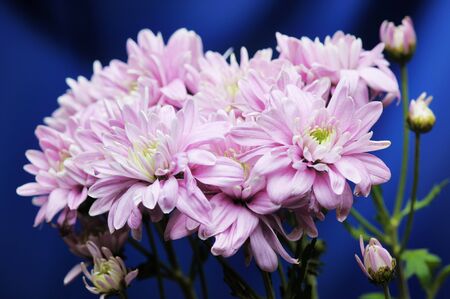 Pink chrysanthemum on the blue background. Narrow depth of field.の写真素材