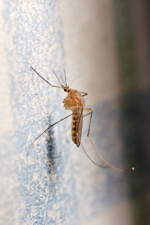Mosquito sitting on the wallpaper. Close-up. Narrow depth of field.の写真素材
