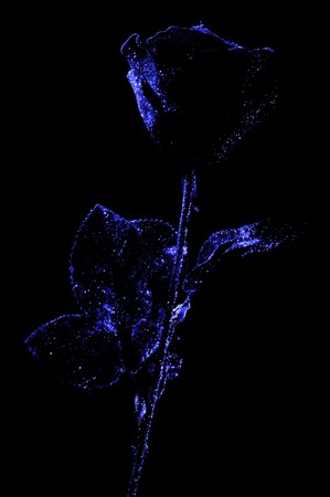 Artificial rose made from paper and plastic on the dark background.の写真素材