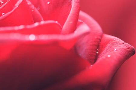Small water drops on the red rose. Close-up. Fragment. Narrow depth of field.