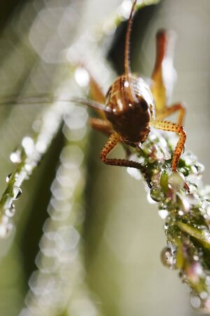 Small grasshopper sitting on the green leaf. Narrow depth of field.