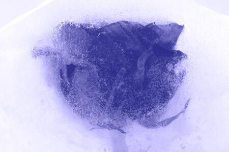 Rose frozen in the ice. Close-up. Narrow depth of field. Blue tint.の写真素材