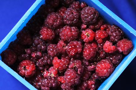 Fresh raspberryin the blue plastic container. Close up.