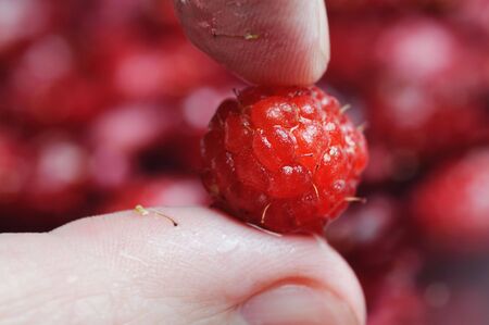 Fresh raspberry in the hands. Close up. Narrow depth of field.