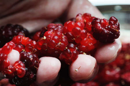 Fresh raspberry in the hands. Close up. Narrow depth of field.の写真素材