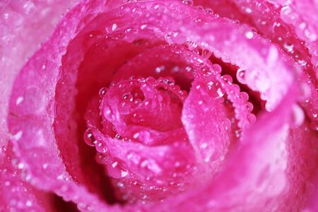 Close-up of rose flower with dew drops. Pink color.の写真素材