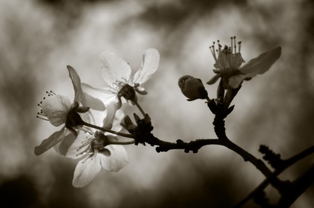 Cherry tree blossom. Narrow depth of field. Sepia tint.の写真素材