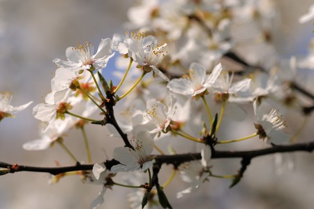 Cherry tree blossom. Narrow depth of field.の写真素材