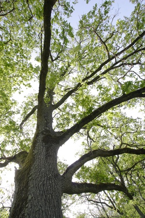 Scenic landscape of oak forest in the morning. Summer.