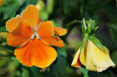 Small yellow flower on the flowerbed. Narrow depth of field.の写真素材