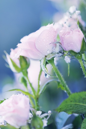 Bouquet with pink rose. Close-up. Narrow depth of field.の写真素材