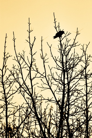Black raven on the black winter trees.の写真素材