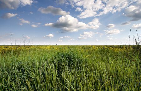 White clouds over the green field. Summer.